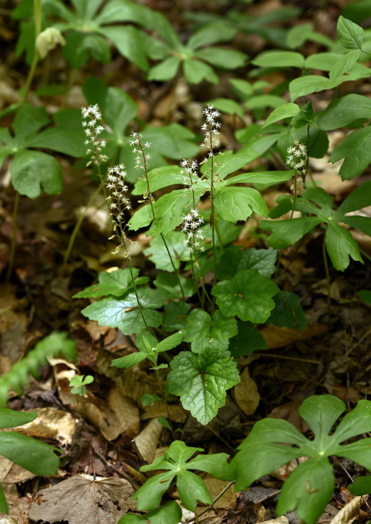 Cascades Preserve
